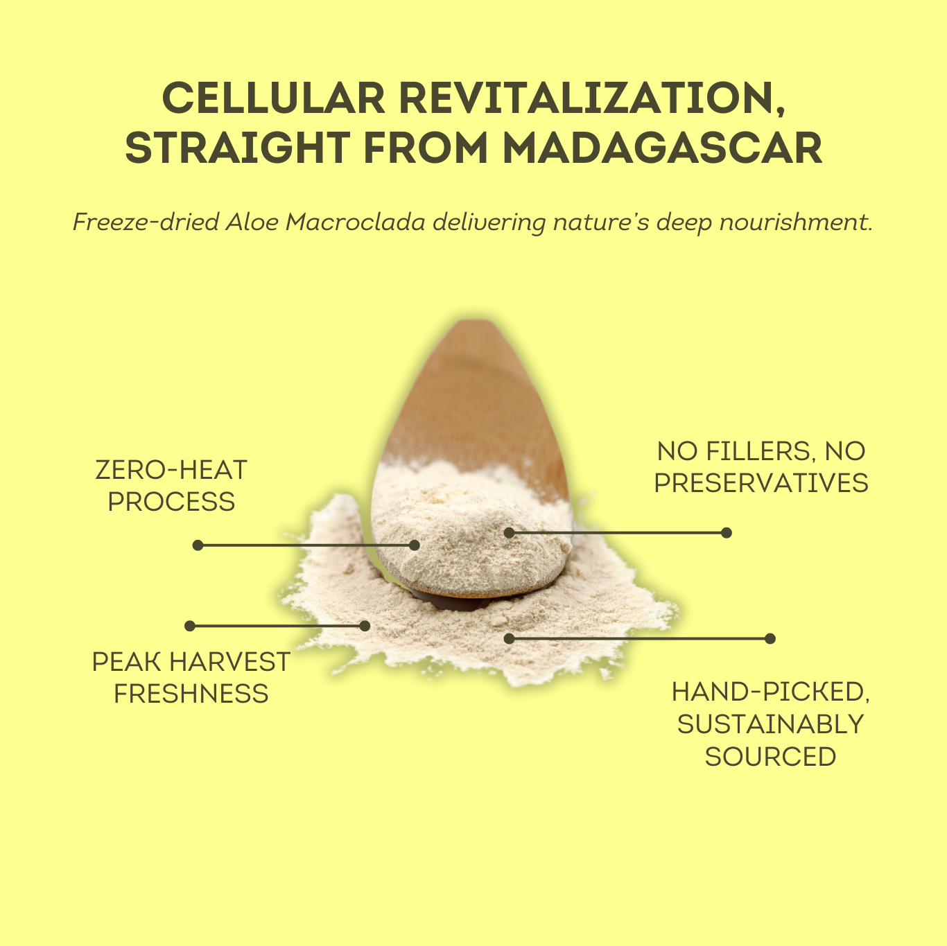The Evergene - Wildcrafted Aloe Macroclada